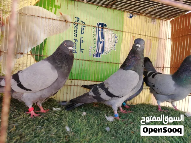 حمام بكستاني هارا