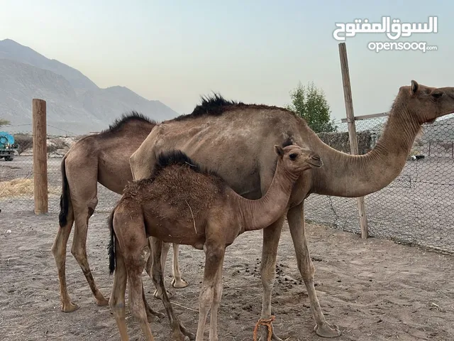 عزوف تحتها قعود ود خمسه شهور