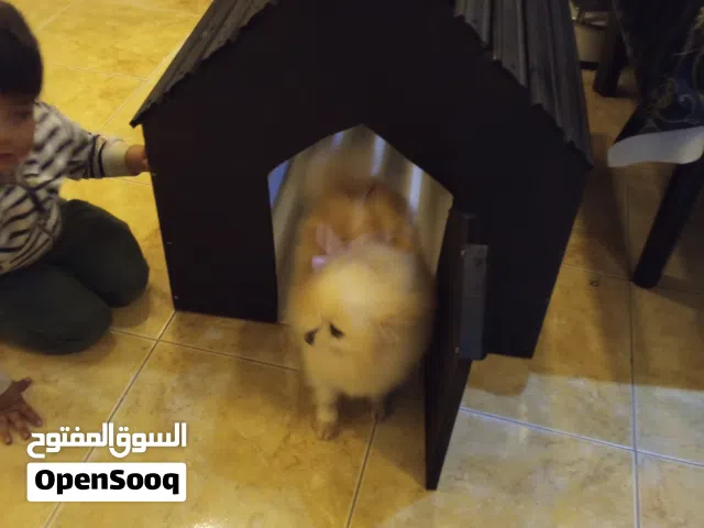 بيت كلب  خشب مدهون