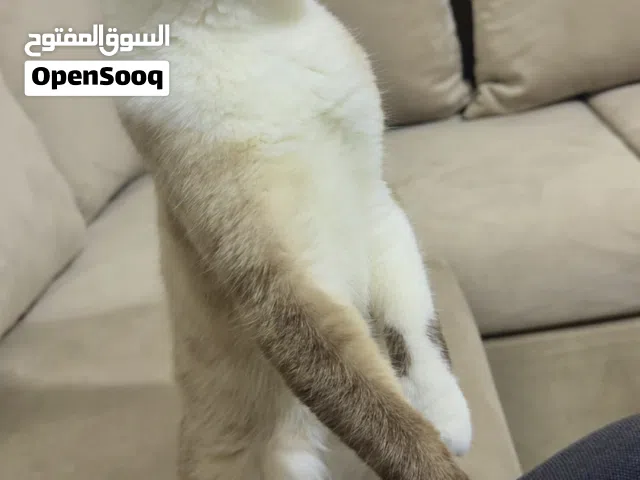 قط هملايا ((للتبني)) مش للبيع عمر اقل من سنه متعود علتر بوكس وجميع انواع اكل القطط