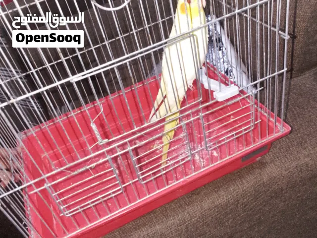 طير كوكتيل اليف ذكر
