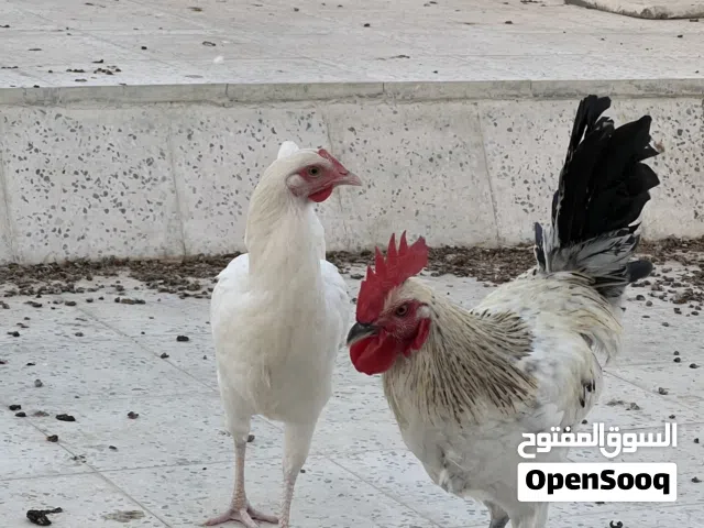 الدجاج الفرنسي البياض