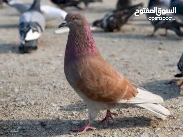 60 جوز حمام بلدي للبيع
