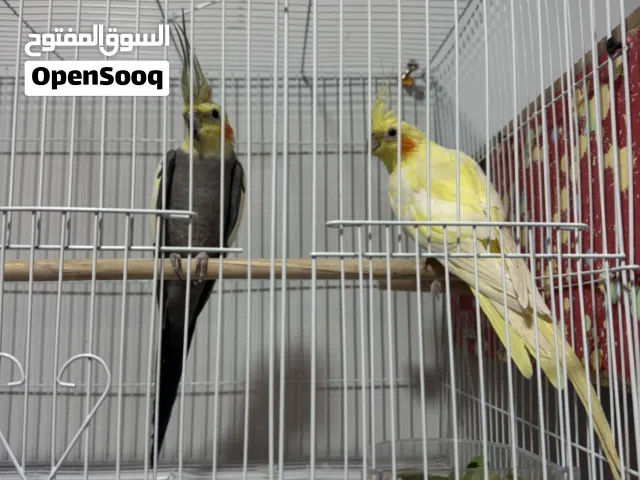 كوكتيل مزاويج مال محمية عراقيات