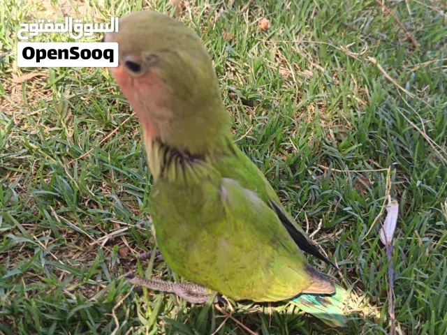 طيور حب نهاية غر