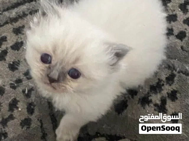 كتن همالايا عمر 45 يوم
