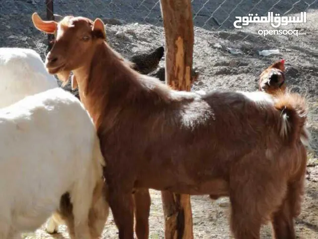 veterinary medicine and products