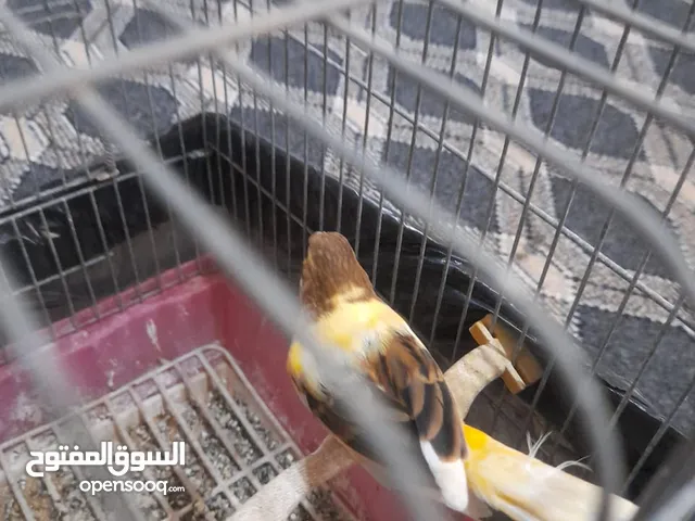 بعد الصلاة على النبي 13 حبة كنار للبيع