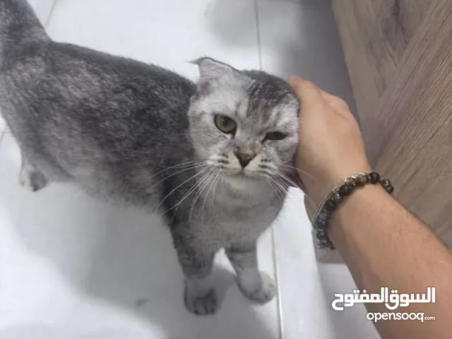 British short hair Scottish