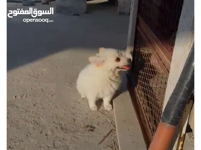 كلبه انثى شيواو موجود في اربد حنينا للبيع موجود في اربد حنينا كلب اشي مرتب .؟.......
