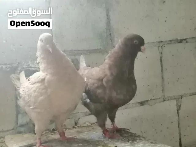 جوز بواقي 7 كنغ عملاق مادبا
