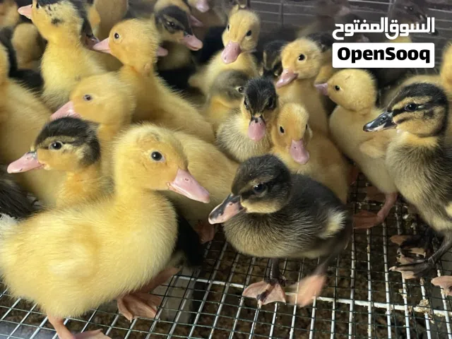 للبيع بط صغار