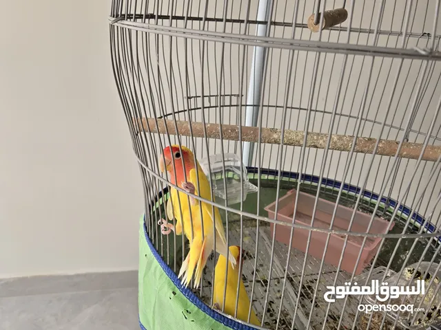 زوج طيور الحب لون اصفر بصحه ممتازه ودودين جدا