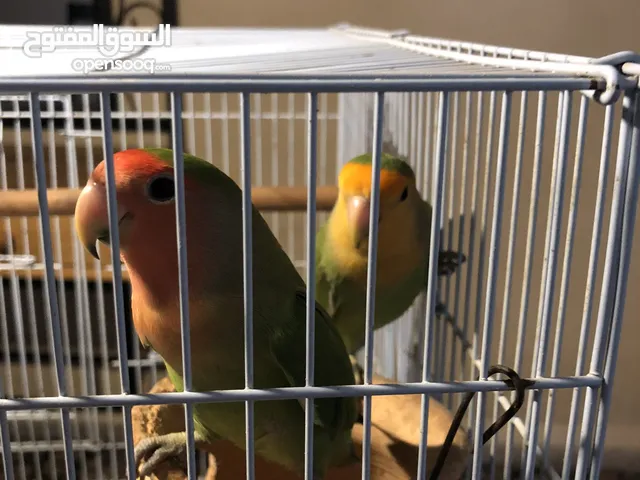 ببغاء مقابل سوني فور او 200 درهم