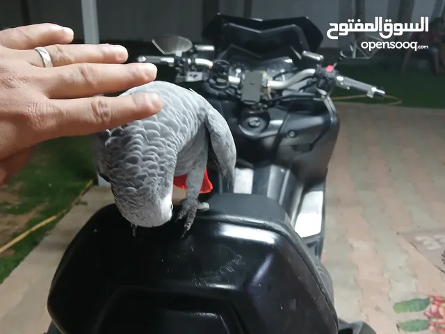 ببغاء زنجباري كاسكو
