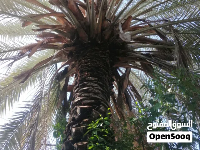 نخلة... فحل(ذكر) ... منزلية