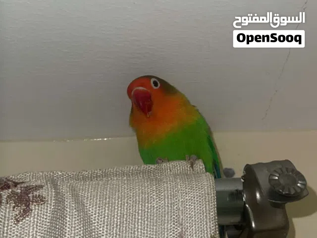 الروز الفشر ويا البادجي