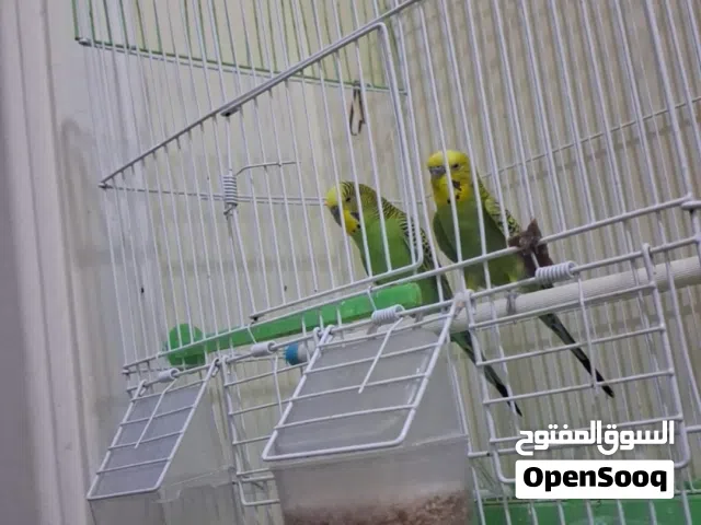 Buggies Love birds