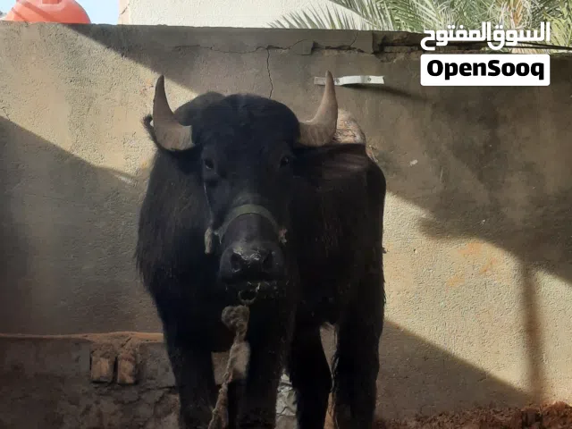 جاموسه ام ثاني جواهه شفج ولاد 3اشهر تحلب وكتين حليبهه باليوم بطلين ونص الى 3