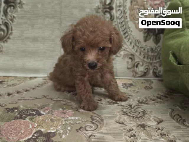 toy poodle (red)
