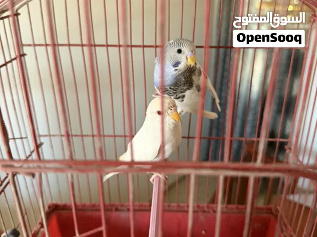 بقلينو للبيع اقرأ الوصف