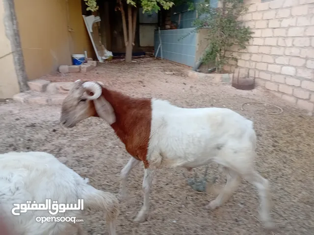 خرفان تيهريات