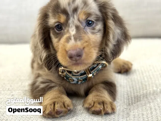pure breed puppy looking for new home