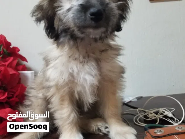 sheep dog pup