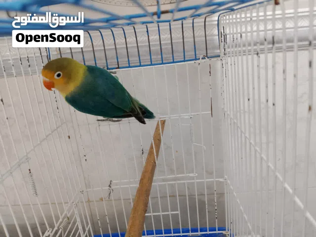 غندور باربلو فحل