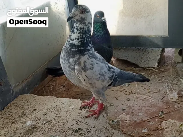 جوز حمام للبدل