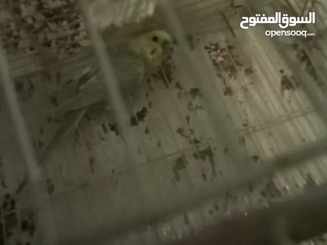3 حبات حب ذكور ألوان مميزه