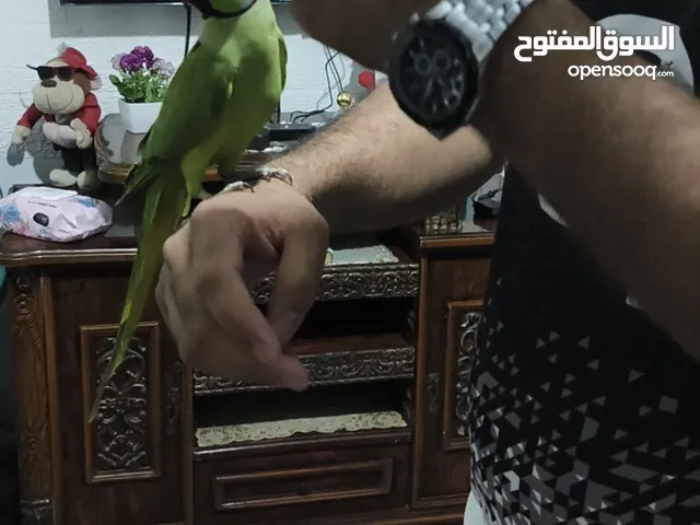 ببغاء دره ذكر مطوق فحل جاهز ايه في الجمال اليف جدا ما عندو عض هدد داخل البيت متكلم كوكو حبيبي مرحبا
