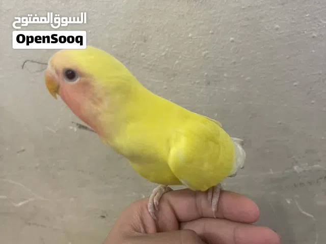 للبيع ربوة