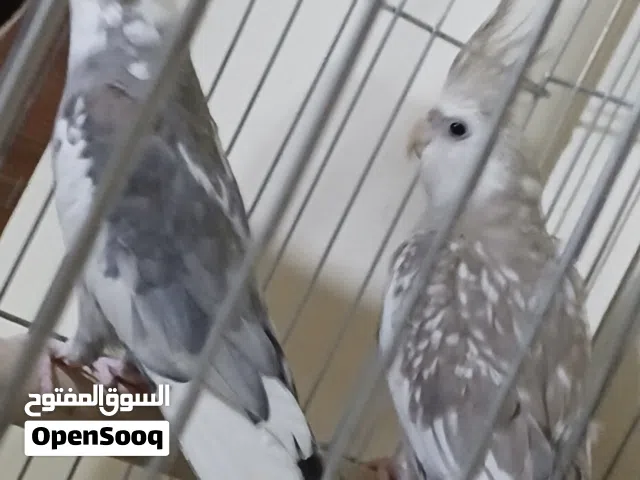 سلام عليكم كوبية كوكتيل ربي يبارك اقرة الوصف