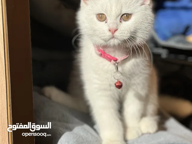 قطه  بيضاء ألون أنثى صغيرة لطيفه جداً