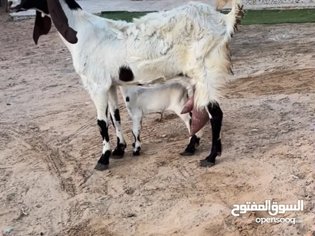 معزه بكستانيه