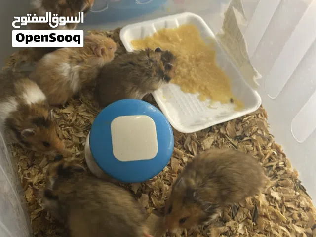 هامستر سوري أليف