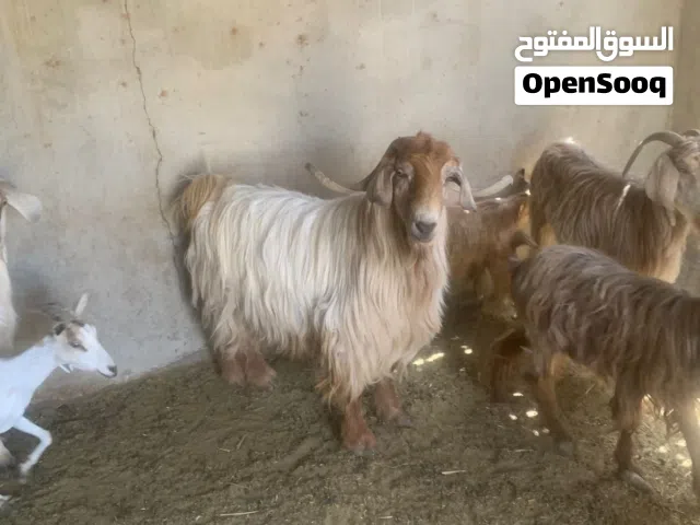 فحل جامودي صنف