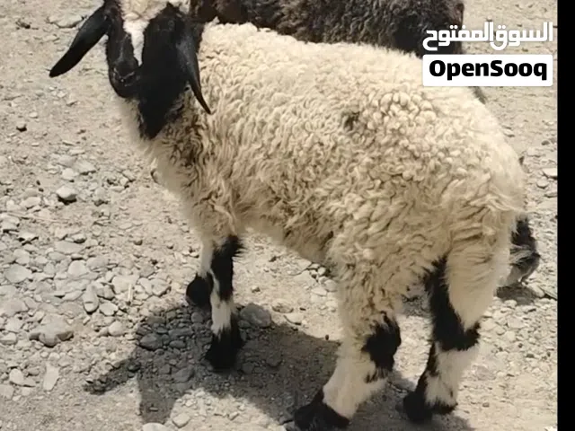 ما شاء الله كبش محلي