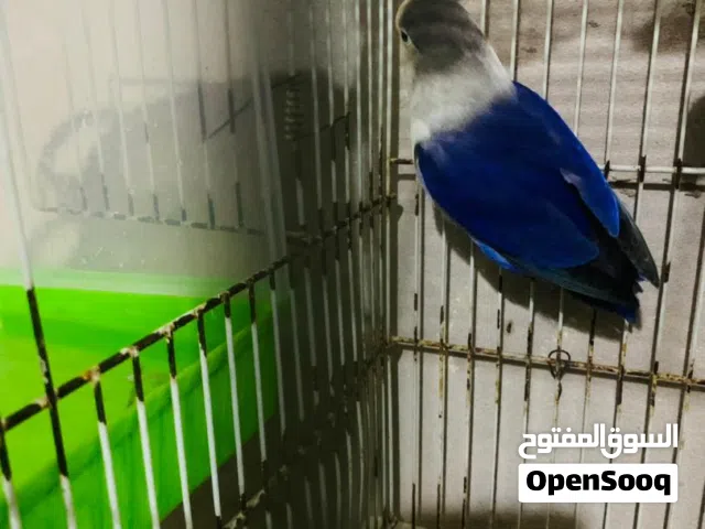 فيشر للبيع