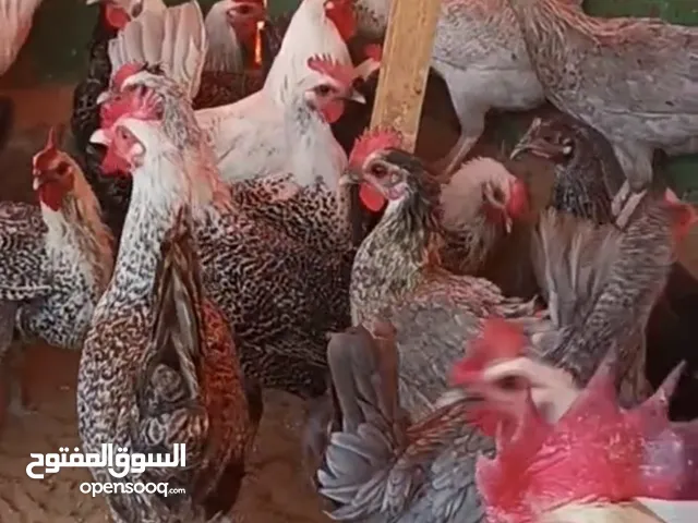 للبيع دجاج محليات