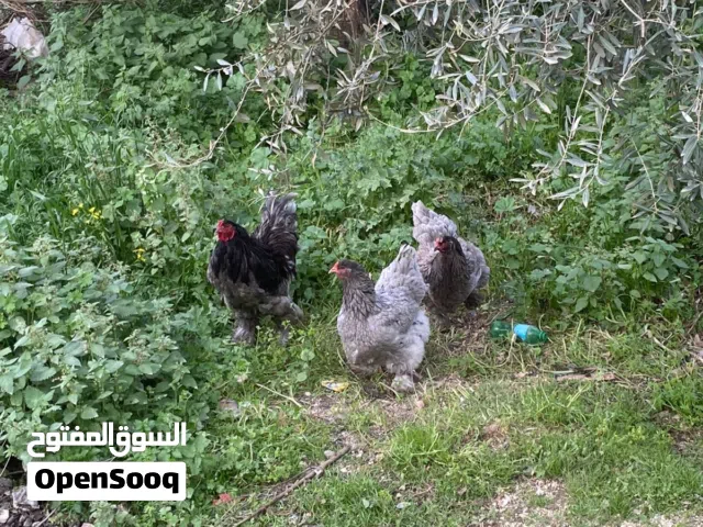 متاح بيض دجاج براهمي وباكستاني