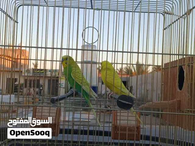 السلام عليكم ورحمه الله وبركاته موجود عصافير بقالينو للبيع كوبيه لاقو الا بالله