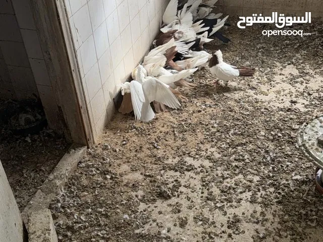 حمام أنواع مختلفة أرياشي بولوني إنكليزي مساويد