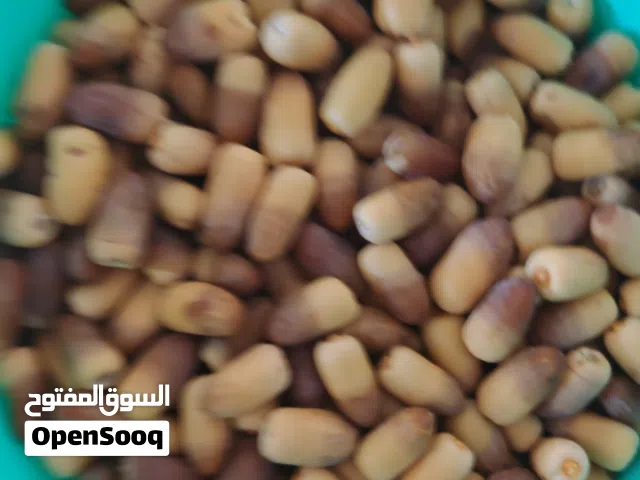 رطب لزاد ونغال بوشر جديد