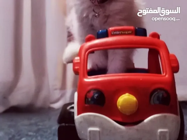 بسم الله ماشاء الله قطة شيرازي عمرها شهرين فقط قطة لعوبة وحنونه جداً، تتمتع بشخصيه مرحه وتحب ا