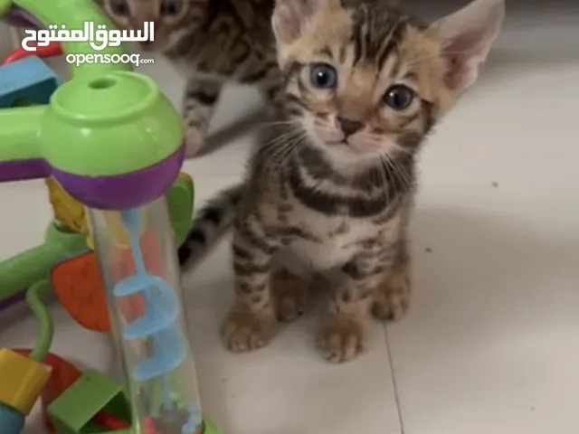 Purebred bengal boy