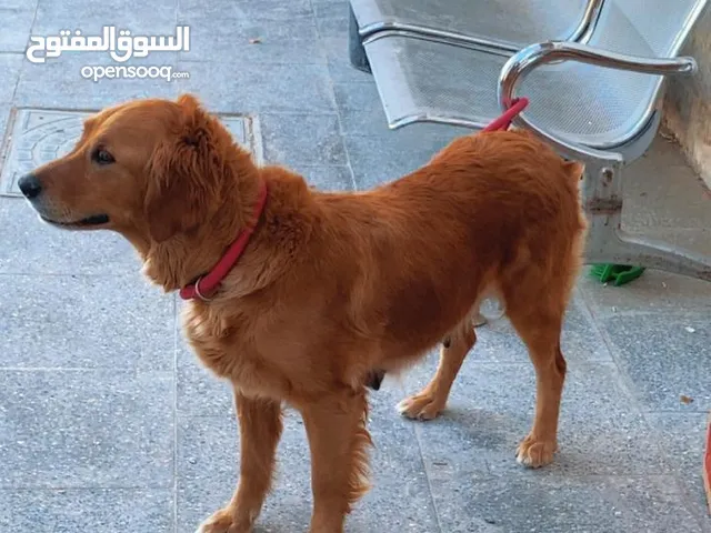جرو جولدن للبيع العمر شهرين ونص ذكر