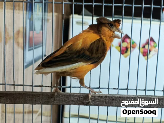 فحل جوكر احمر ابو فراخ