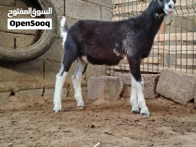 جدي سانين سلالة أصلية